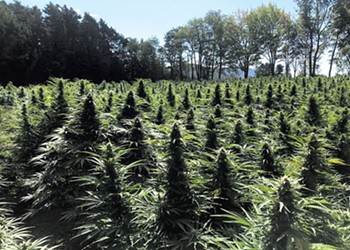 A Veteran Cultivator Explains How to Grow Cannabis Yourself