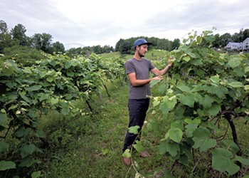 VT Vineyards Helps Hobbyists Grow Grapes at Home
