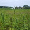 Vermont Hemp Company Responds to ‘Unfounded’ Lawsuit