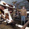 Selling the Herd: A Milk Price Crisis Is Devastating Vermont's Dairy Farms