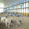 Blood, Sweat and Shears: This Benson Sheep Farm Produces an Unusual Crop