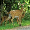 Up to Here in Deer: As Fewer Vermonters Hunt, the Growing Herd Is Becoming a Problem