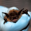 Hanging in There: Some Vermont Bats Are Adapting to White-Nose Syndrome