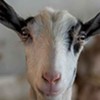 Jasper Hill Farm Teams Up With Goat Dairy, Debuts New Cheese