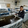 Sweet Sound Aquaculture Puts Shrimp on the Locavore Menu