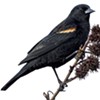 Virtual Birding Communities Are All Atwitter