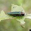 Why Does the Electric Bill Have an Emerald Ash Borer Charge?