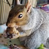 The Bushy Tale of Peanut the Squirrel