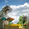 WTF: Why Do Honeybees Swarm?