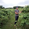 VT Vineyards Helps Hobbyists Grow Grapes at Home