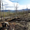 Climate Crisis Spawns a Push to Ban Logging in the Green Mountain National Forest
