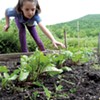Beets & Carrots: Two Veggies to Grow at Home