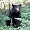 Amid a Rise in 'High-Risk Conflicts' With Black Bears, Officials Urge Vermonters to Take Precautions