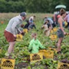 Volunteers Rush to Harvest Veggies in the Intervale as the Winooski River Rises