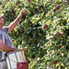 Burtt's Apple Orchard in Cabot Grows Fruit and Community