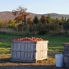 Border Buster Cider Is the Fruit of Three Local Orchards