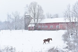 COURTESY OF WALKOVER GALLERY - "Headed to the Barn" by Paul Forlenza
