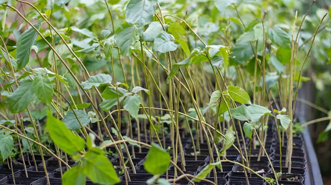 Image: Vermont Arbor Day Tree Giveaway