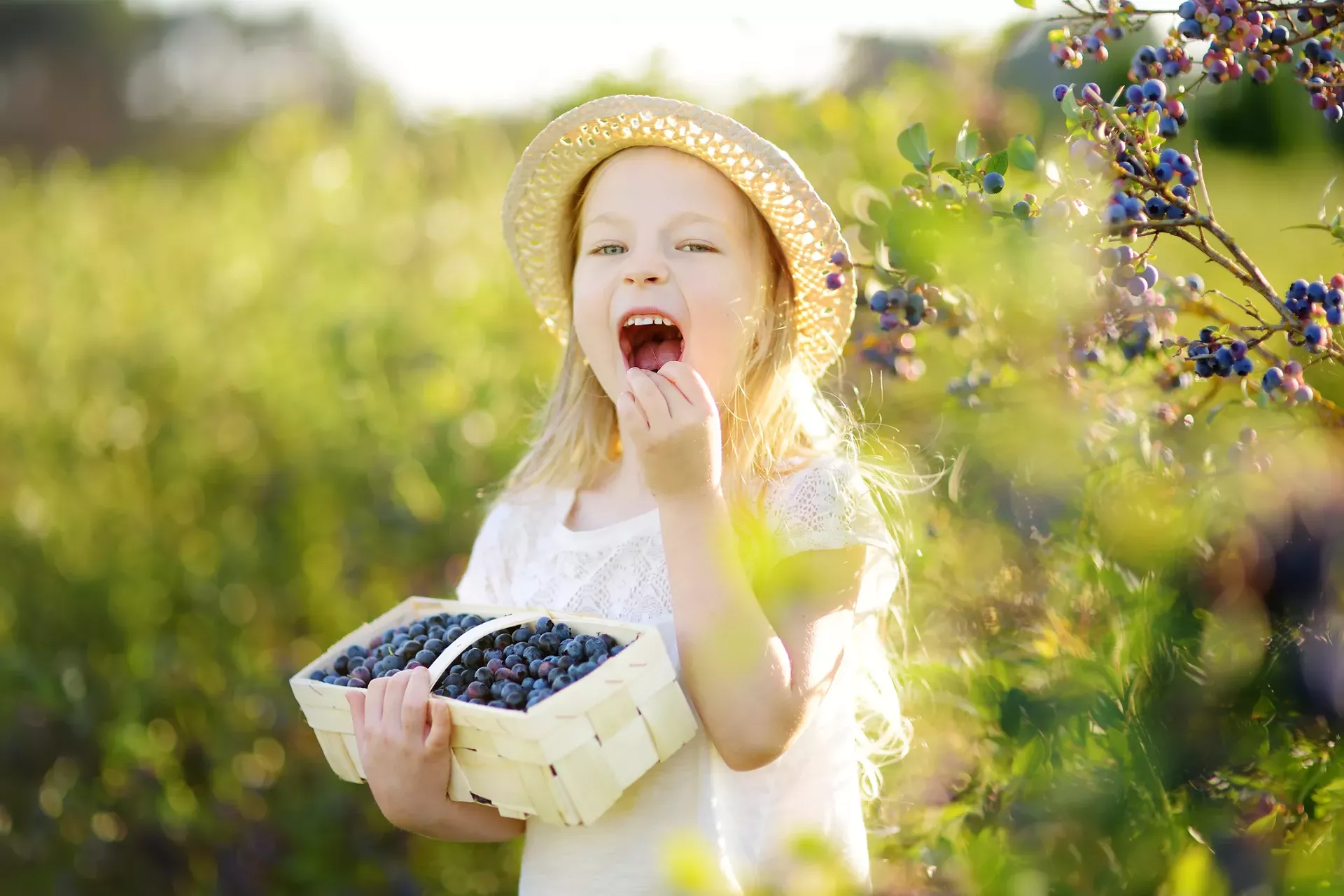 vt_blueberry_festival1_mnstudio_dreamstime-calendar-spotlight-hamilton.webp