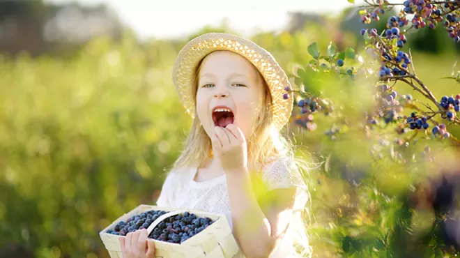 Image: Vermont Blueberry Festival