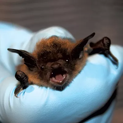 Image: Vermont Fails to Protect Bats from Pesticides, Suit Claims