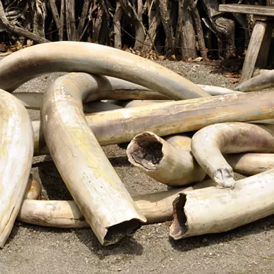 Image: Vermont Moves Toward Banning Endangered Animal Parts