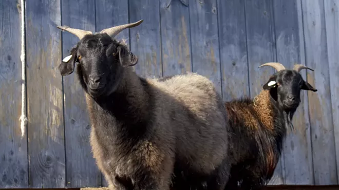 Image: Vermont Open Farm Week