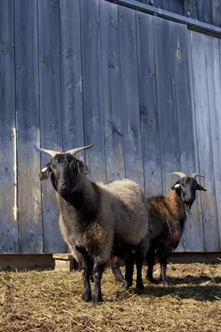 Image: Vermont Open Farm Week