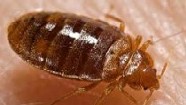 Vermont's Got a Growing Bedbug Problem - and, Yes, They Bite