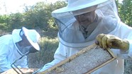 Wake Robin Honey Harvest [SIV193]