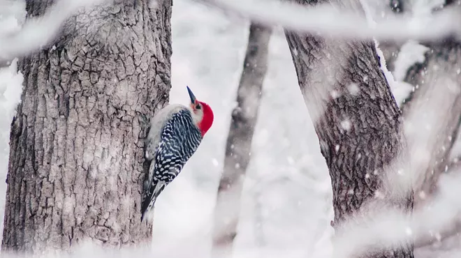Image: Weekly Bird Walk