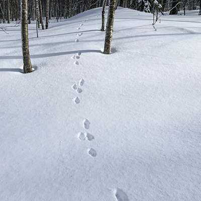 What Animal Is It?: Virtual Wildlife Tracking Tour Through the Winter Woods