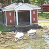 What’s in a Name? The Swans of Swanton Are Not the Whole Story