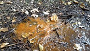 WTF: What's the Orange Ooze in Leddy Park?