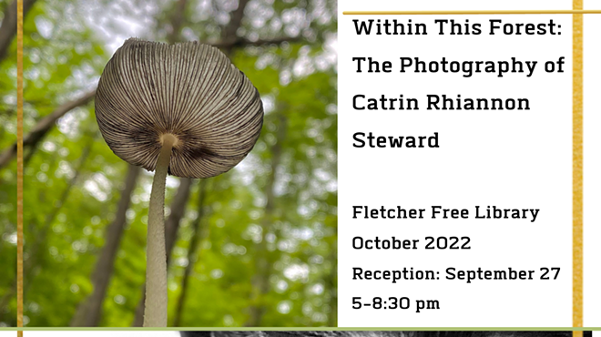 Image: 'Within This Forest'