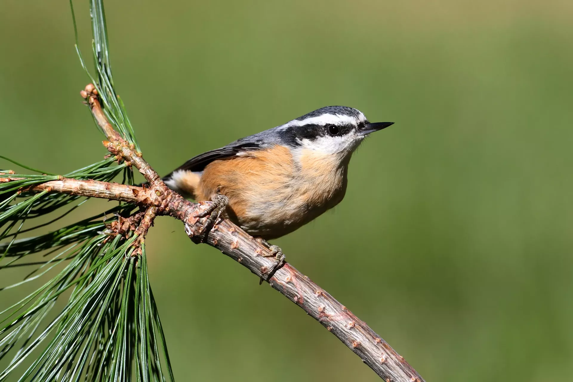 women_who_bird_steve_byland_dreamstime-calendar-mag7-hamilton.webp