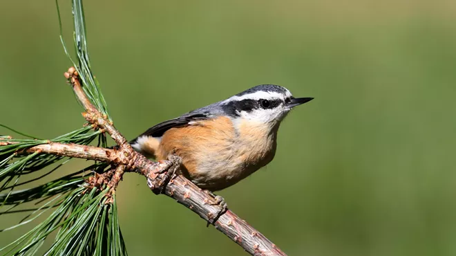 Image: Women Who Bird: Stick Season