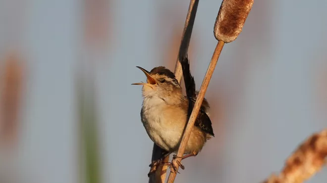 Image: World Migratory Bird Day