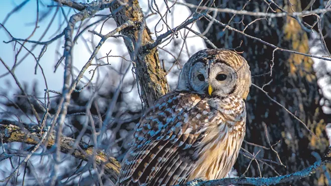 Image: WTF: Why Would an Owl Attack Someone?