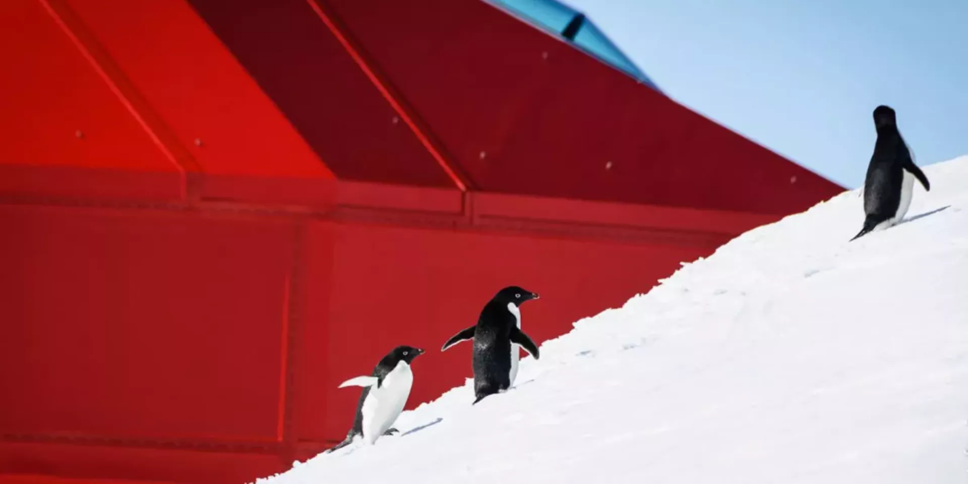 halley_vi_01.webp